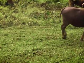 Interrupted mukaan a buffalo? voimakas syvän kurkku kanssa kumulat sisään suu - leolulu